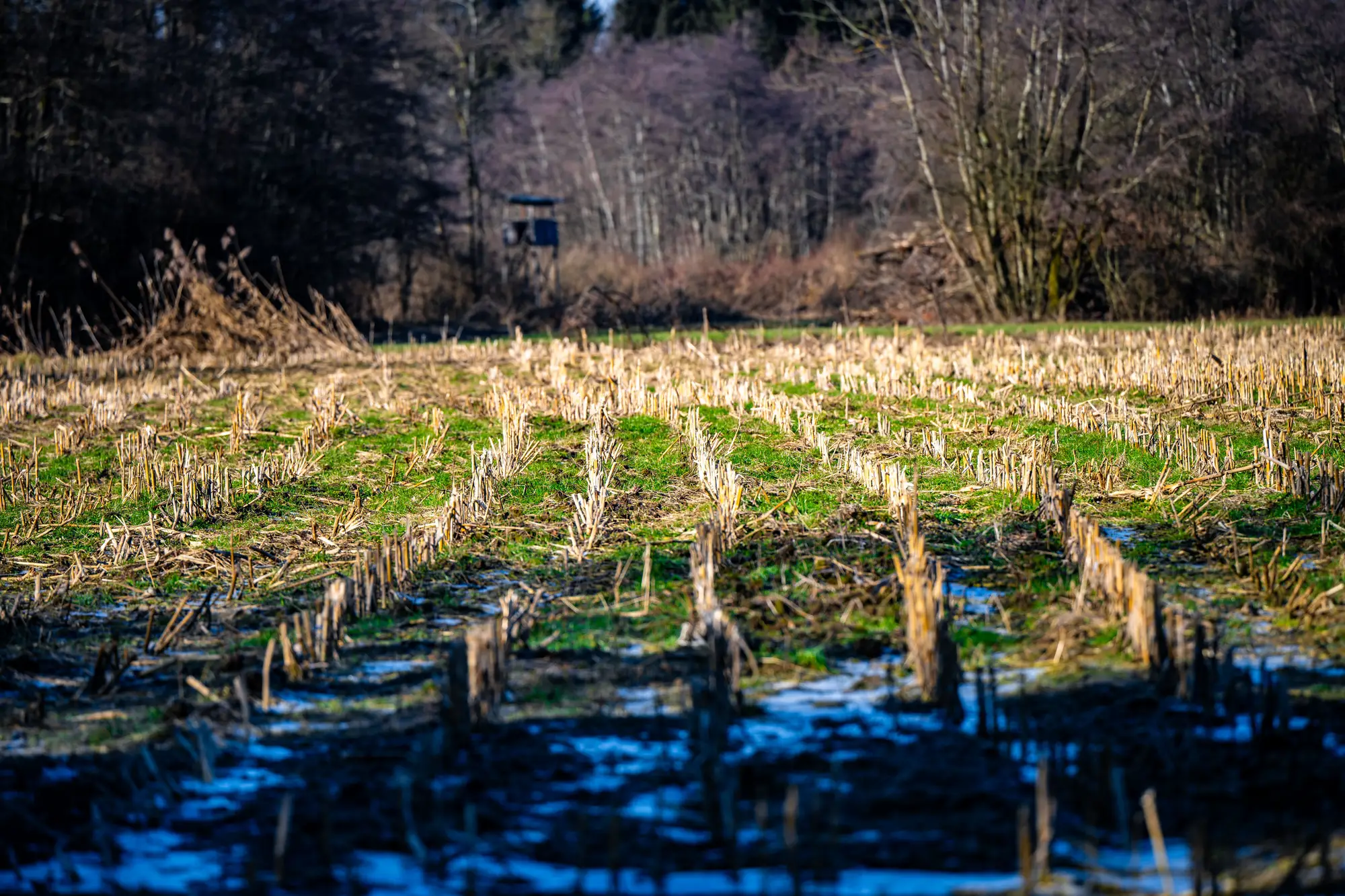 Harvested field in winter, cut stalks standing in rows with green growth coming up between them